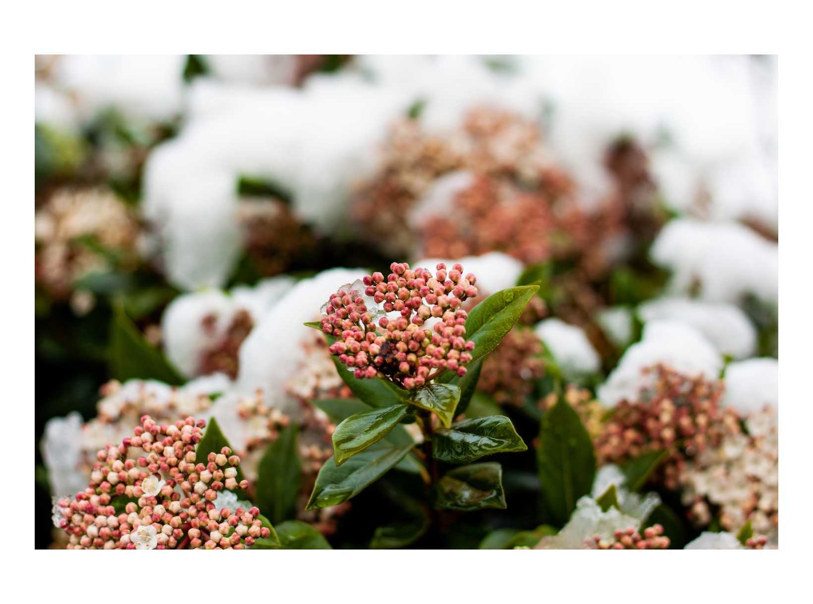 ❄️ Winter Plants to Brighten Up Your Garden Borders